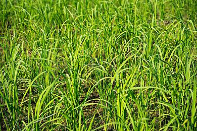 EA正在打造一个免费手游：《指环王：中土英雄》